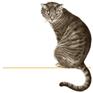 cat
